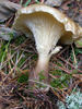 Clitocybe clavipes .